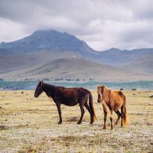 Dos caballos pastan pacíficamente en una vasta llanura bajo el dramático telón de fondo de las montañas de los Andes en Ecuador.