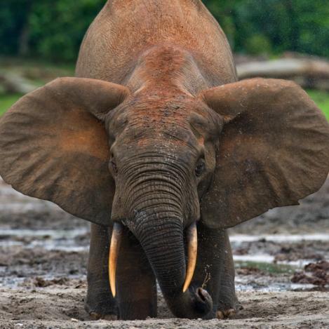 Elefante bebiendo agua en el Parque Nacional de Dzanga-Sangha, RCA
