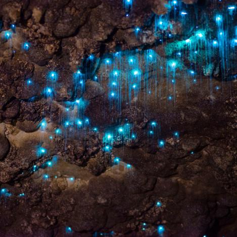 Cuevas de Waitomo, Nueva Zelanda