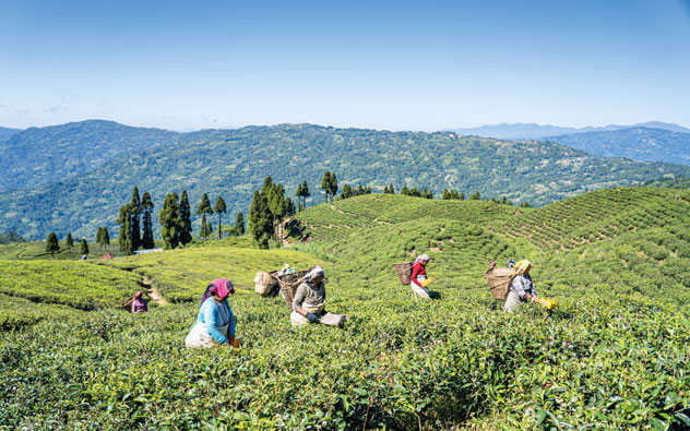 Cosecha de té en Ilam.