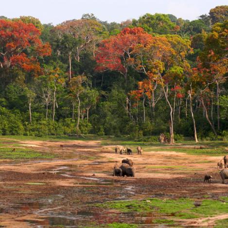 Bayanga, RCA