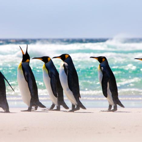 Volunteer Beach, Islas Malvinas