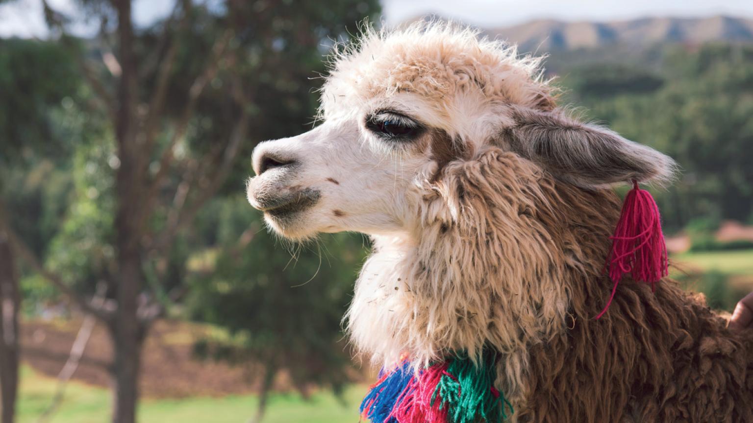 En Choquequirao, Perú, se encuentran creaciones en piedra que representan a las llamas