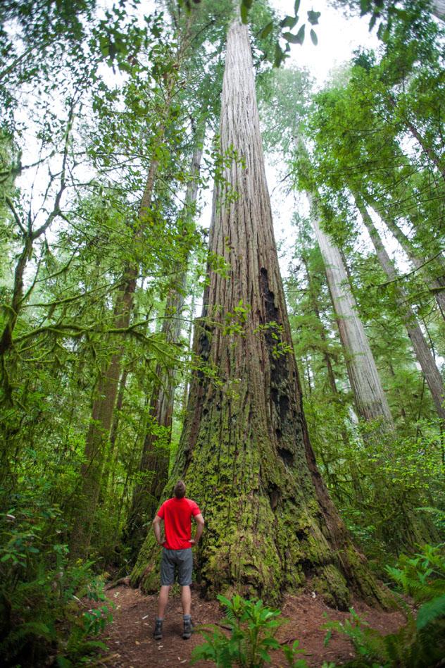 Venerar las secuoyas más ancianas, Jedediah Smith Redwoods State Park, Costa Norte, California © Christopher Kimmel / Getty Images