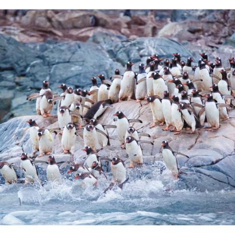 Pingüinos gentú, Isla Cuverville, Antártida