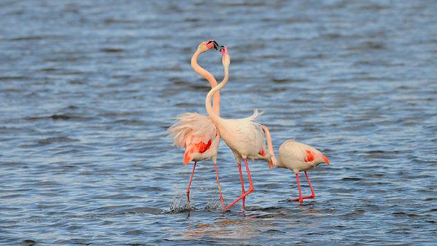 Flamencos en las marismas del Parque Nacional de Doñana, Huelva, España ©  Klaas Vledder / Shutterstock