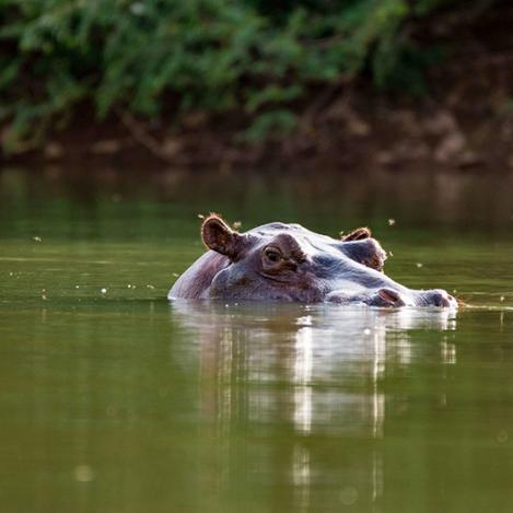 Parque Nacional Niokolo-Koba, Senegal