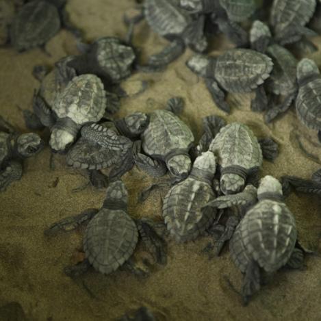 Tortugas en La Flor, Nicaragua