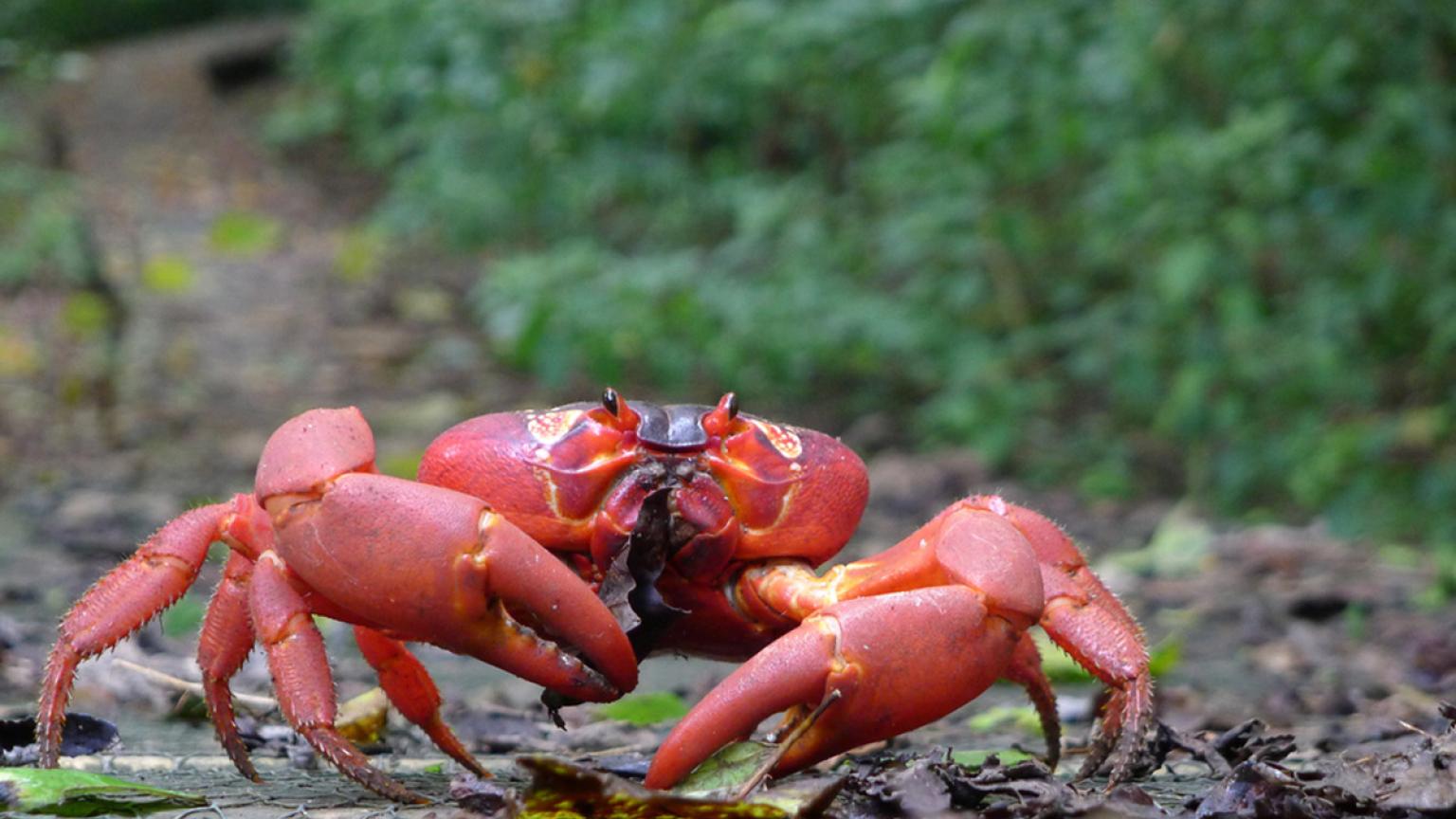 Cangrejos, Australia