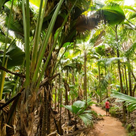 Valleé de Mai, Seychelles