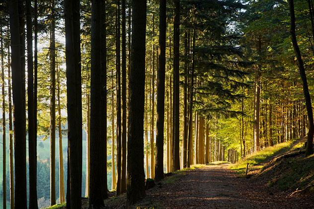 Selva Negra alemana: cerca de Bollschweil