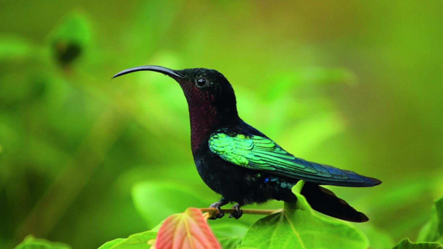 Colibrí, Dominica
