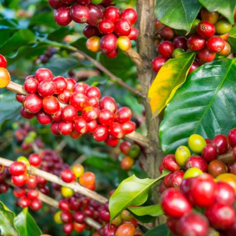 Cafetal, Costa Rica