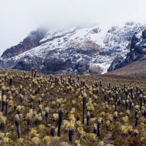 Parque Nacional Natural Los Nevados, Colombia