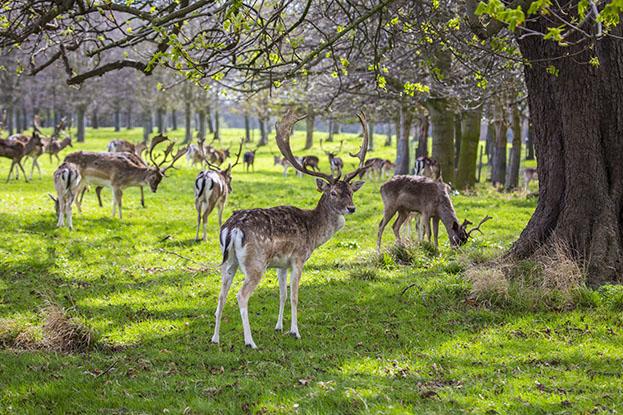 Phoenix Park, Dublín