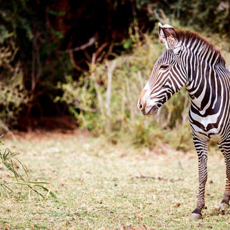 Samburu National Reserve, Kenia