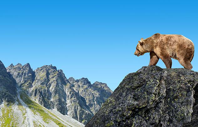 Los visitantes del Alto Tatra tienen muchas probabilidades de avistar a un oso pardo si van en compañía de un guía experimentado, Eslovaquia © Vaclav Volrab / Shutterstock