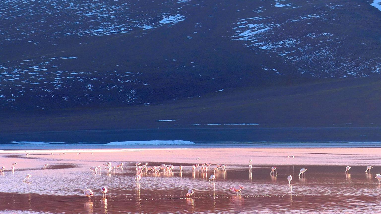 Flamencos de James, Laguna Colorado, Bolivia
