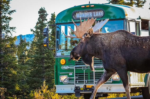 Parque Nacional Denali, Alaska, EE UU: película Hacia rutas salvajes