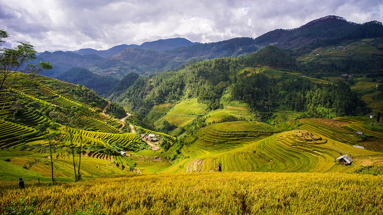 Campos de arroz de Mai Chau, Vietnam