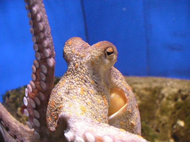 Pulpo de roca, acuario Atlántico, Getxo Aquarium, Bilbao, País Vasco, España © www.getxoaquarium.com