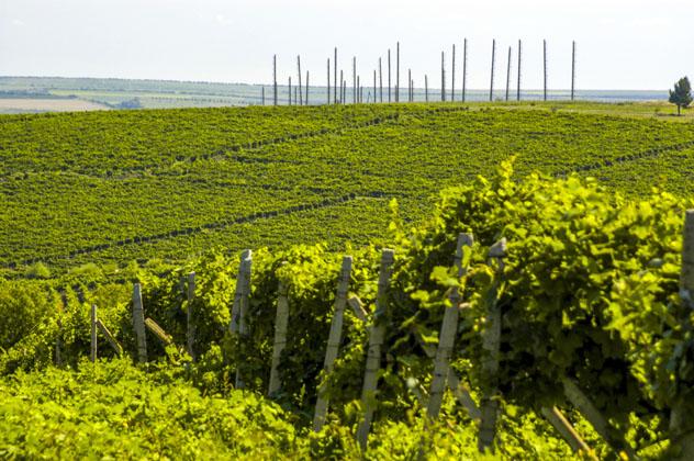 Viñedos de Cricova, Moldavia © visualpower / Shutterstock
