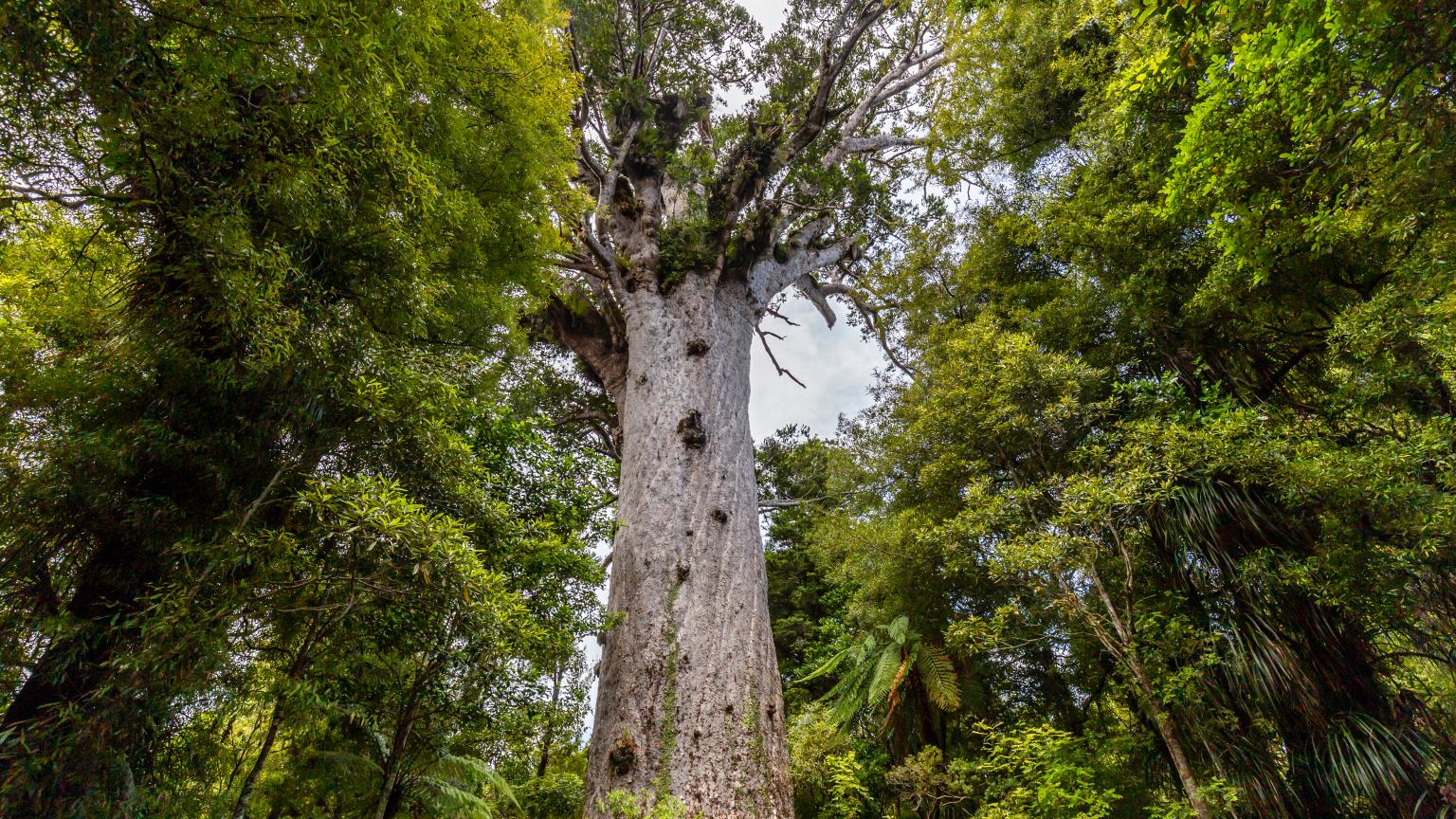 Uno de los kauri más grandes de Nueva Zelanda.