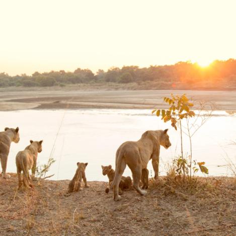 Parque Nacional del Sur de Luangwa, Zambia