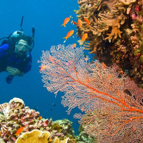 Gran Barrera de Coral, Queensland, Australia