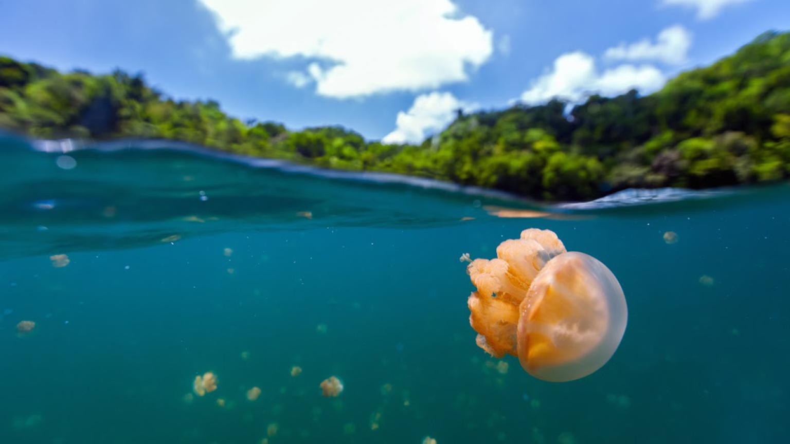 El lago de las Medusas, Palaos
