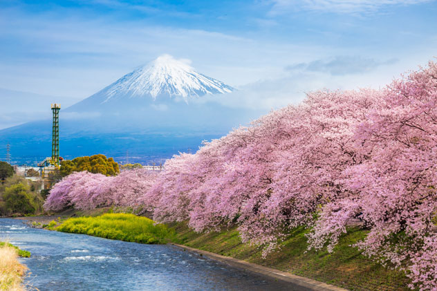 Camino de cerezos en flor junto al río Urui en la ciudad de Fuji.© Pakpoom Phummee/Shutterstock