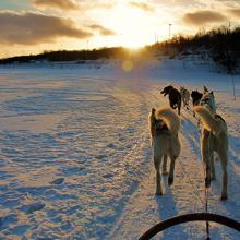  En trineo de perros por el ártico de Noruega