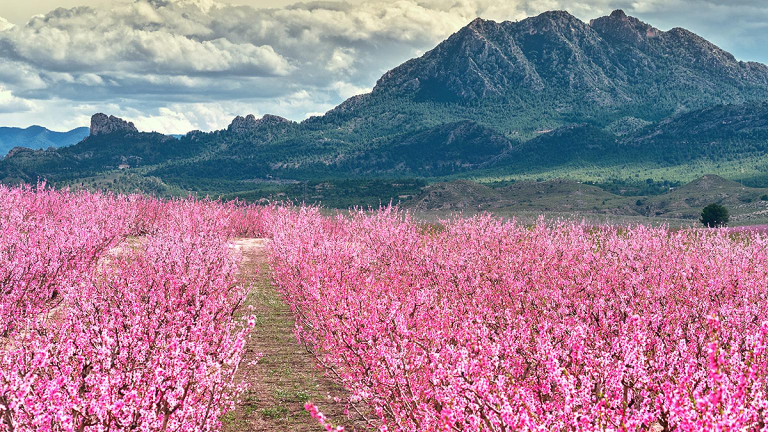 Floración de los melocotoneros, Cieza, Murcia