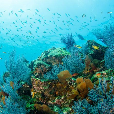 Cabo Pulmo, México