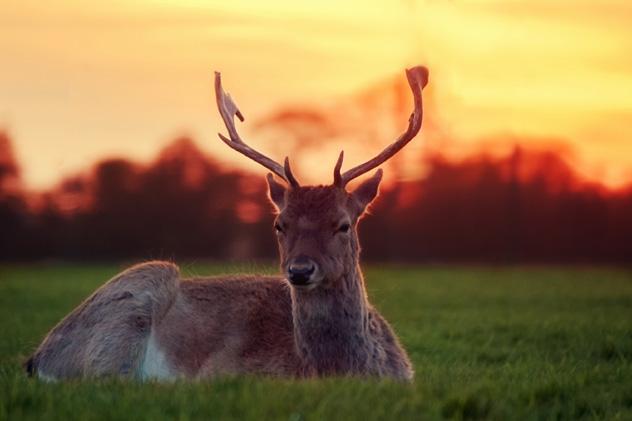 Phoenix Park, Dublín, Irlanda © Kevin Collins / 500px