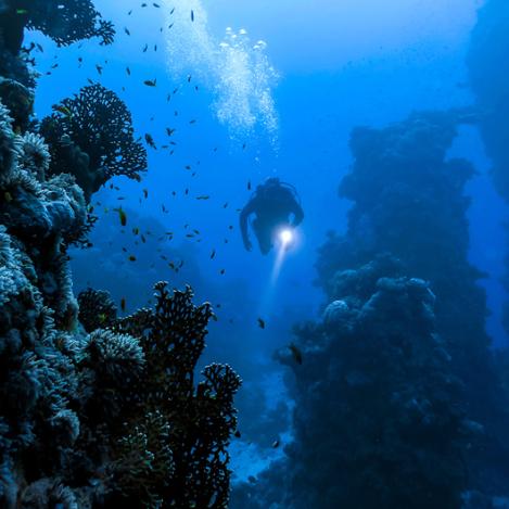 Submarinismo y buceo con tubo en Tonga