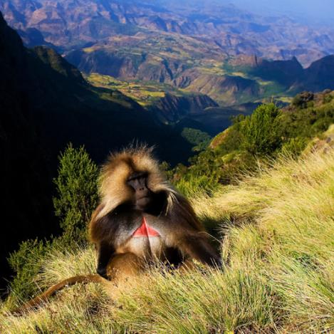 Montes Simien, Etiopía