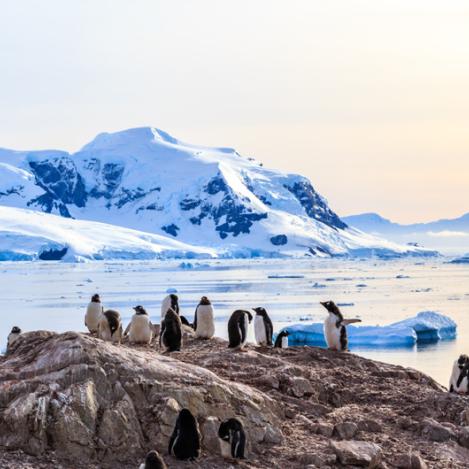 Observación de pingüinos en la bahía Neco, Antártida