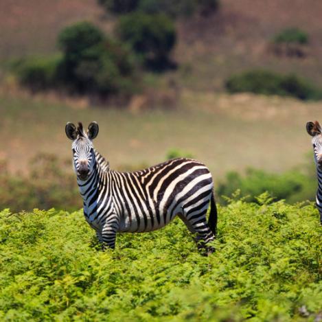 Parque Nacional Nyika, Malaui