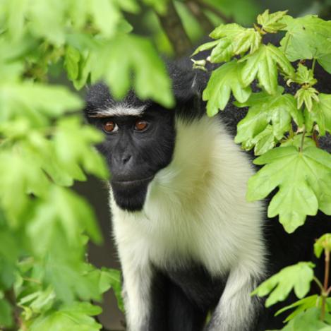 Cercopiteco diana en la isla Tiwai, Sierra Leona