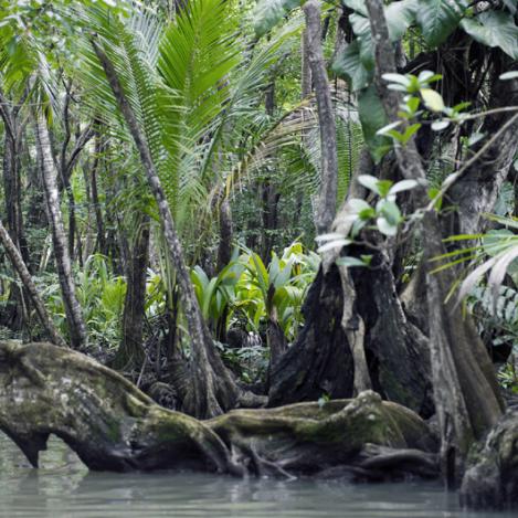 Río Indio, Dominica