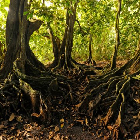 Cuevas de ’Atiu, Islas Cook
