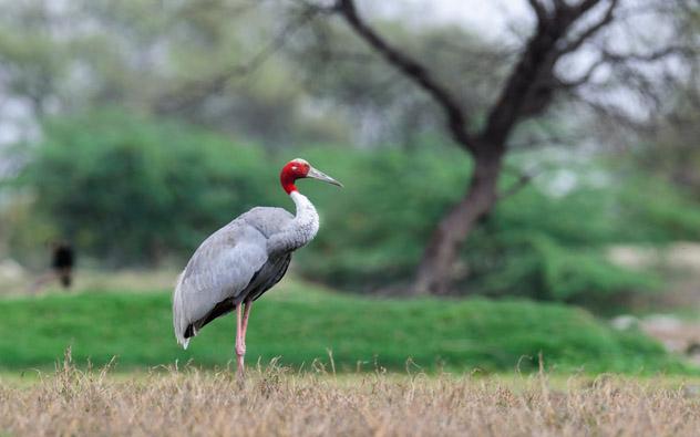 Las grullas sarus, una especie rara, frecuentan los humedales que rodean Lumbini, Nepal © RAJU SONI / Shutterstock