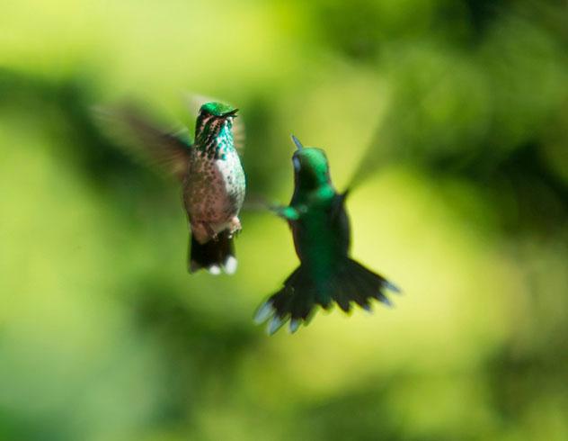 La puntiblanca pechipúrpura, una especie sudamericana, en una danza de cortejo, Ecuador © Philip Lee Harvey / Lonely Planet