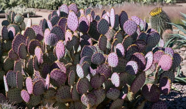 La fruta del cactus del nopal es un alimento (y una bebida) habitual del Suroeste, Arizona, EE UU © Asya Dombayan / Shutterstock