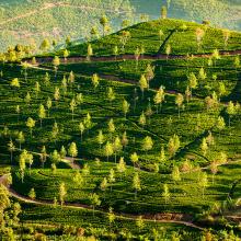 Plantación de té, Sri Lanka