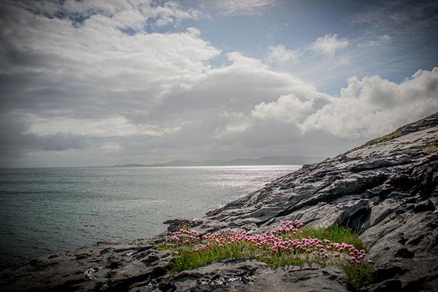 Turismo sostenible: comunidad. Flores en la costa, Burren, Irlanda