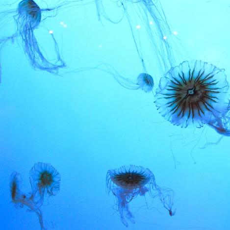 New England Aquarium, Boston, Estados Unidos