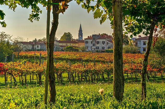 Eslovenia vinos: viñedos de la región del Karst