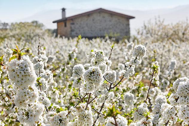 Las flores blancas de los cerezos invaden el Valle del Jerte, Cáceres, España © ABB Photo / Shutterstock